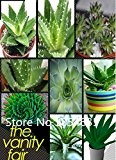 Aloe Vera, Rotation Aloe Vera, Samen Sukkulenten Aloe polyphylla, gibt es kosmetische Wirkung von Pflanzen 300pcs Blumen