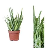 Aloe Vera ,Zimmerpflanze ,Heilpflanze 30cm+/-