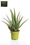 Aloe Vera ,Zimmerpflanze ,Heilpflanze 45cm+/-
