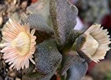 Aloinopsis rosulata - Mesembryanthemen - 10 Samen