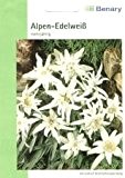 Alpen Edelweiß, Leontopodium alpinum, ca. 100 Samen