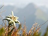 Alpen-Edelweiß Leontopodium nivale 200 Samen