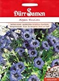 Alpen-Enzian, Gentiana acaulis, ca. 40 Samen