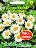 Alpenaster Aster alpinus mehrjährig Staude Wildblumen