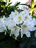 Alpenrose Rhododendron Cunningham's White 30 - 40 cm hoch im 5 Liter Pflanzcontainer