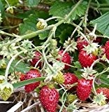 Alpine Erdbeeren-Ali Baba 50 Samen