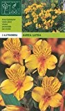 Alstroemeria - Inkalilie Lutea (2)