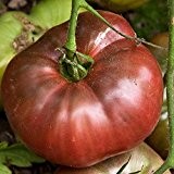 Alte, seltene, purpur-pinke Fleischtomate - Cherokee purple - 20 Samen