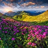 Alu-Dibond-Bild 100 x 100 cm: "Magic pink rhododendron flowers in the mountains.", Bild auf Alu-Dibond