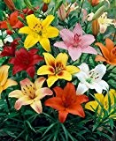 Amazon.de Pflanzenservice 786231 Orientalische Lilien Sortiment, 4 Sorten je 3 Zwiebel, bestehend aus 3x rot / gelb / weiß / ...