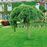 Amazon.de Pflanzenservice Hausbaum Caragana arborescens Pendula, Hängender Erbsenstrauch, 7,5 L Container, grün