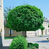 Amazon.de Pflanzenservice Hausbaum Kugel-Ahorn, Acer platanoides Globosum, GesamthÃ¶he circa 2 m, inklusive Topf Krone auf 20 cm zurÃ¼ckgeschnitten, 15 L ...