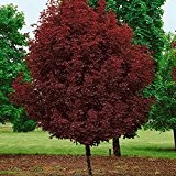 Amazon.de Pflanzenservice Hausbaum RotblÃ¤ttriger Ahorn Crimson Centry, Acer platanoides Crimson Centry HA 120/130, 15 L Container, rot