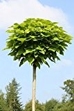 Amazon.de Pflanzenservice Hausbaum Trompetenbaum Catalpa Bignonioides Nana mit Pflanzstab und Sisalband, 15 L, grÃ¼n