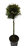 Amazon.de Pflanzenservice Solitärpflanze Lebensbaum Smaragd als Kugel geformt, 10 L, Stammhöhe circa 60 - 80 cm, grün
