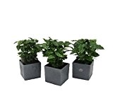 Amazon.de Pflanzenservice Zimmerpflanzen Kaffee-Set, 3 Kaffee-Pflanzen im anthrazit farbenen Scheurich Würfel-Umtopf, circa 14 x 14 x 14 cm, grün