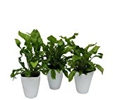 Amazon.de Pflanzenservice Zimmerpflanzen Nestfarn "Asplenium nidus", 3 Pflanzen, circa 15 cm hoch, 13 cm Topf und Dekotopf, weiß / grün