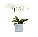 Amazon.de Pflanzenservice Zimmerpflanzen Orchidee, Phalaenopsis, weiß blühend, 2 triebig 1 Pflanze und 1 Scheurich Übertopf, grau / stone / weiß