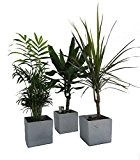Amazon.de Pflanzenservice Zimmerpflanzen Palmen-Trio im Scheurich Würfeltopf grau-stone, circa 14 x 14 x 14 cm, 3 Pflanzen und 3 Töpfe, ...