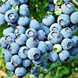 Amerikanische Heidelbeere 15 Samen (Blueberry)