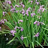 Amerikanische Sumpfschwertlilie / Iris Versicolor im 9x9 cm Topf