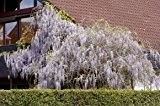 Amerikanischer Blauregen 'Longwood Purple' - Wisteria frutescens 'Longwood Purple' - Schlingpflanzen