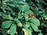 Amerikanischer Ginseng -Panax quinquefolius- 20 Samen ,,Selten,,