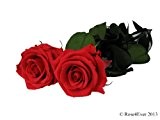 Amorosa - Ewig blühende, echte Rose - Blütenfarbe rot