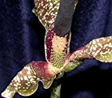 Amorphophallus kiusianus - Kyushu Titanwurz - 2 Samen