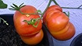 Ananas Tomate -TOMATE BEEFSTEAK - PINEAPPLE 10 Samen (Sehr selten und lecker)
