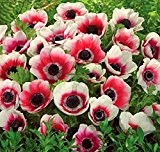 Anemone BICOLOR Rot Weiß in den Größen 20 / 50 / 100 Blumenzwiebeln (20)