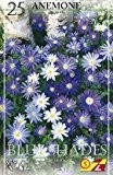 Anemone, Blumenzwiebeln, Anemone, Blanda, Blue Shades blau, zum verwildern