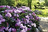 annas-garten Pflanze, Rhododendron "Inkarho - Lila Dufthecke", 5 L Topf, 30-40 cm Pflanzenhöhe, violett, 60 x 30 x 30 cm, ...