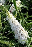 annas-garten Pflanze, Sommerflieder / Schmetterlingsstrauch "White Profusion", 3,4 L Topf, weiß, 90 x 30 x 30 cm, 33504