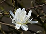 annas-garten Pflanze, Sternmagnolie / Magnolia stellata, 6 L Topf, 50-60 cm Pflanzenhöhe, grün, 100 x 35 x 40 cm, 33706