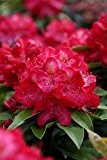 annas-garten Rhododendron "Junifeuer" - Inkarho Pflanze, 5 L Topf, 30-40 cm Pflanzenhöhe, rot, 60 x 30 x 30 cm, 21909