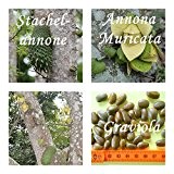 Annona Muricata (Graviola) - 10 Samen - Stachelannone -