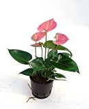 Anthurie / Flamingoblume, Anthurium andreanum Anquilla rosa, Zimmerpflanze in Hydrokultur, 13/12er Kulturtopf, 30 - 40 cm
