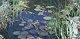 Anti Algen Set für den Teich, Wasserpflanzen, Schwimmpflanzen