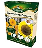Anzuchtset Zwergsonnenblumen "Sunspot & niedrige Sonnengold",1 Set