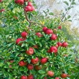 Apfel Topaz, Busch, 1 Pflanze