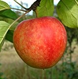 Apfelbaum Cox Orange LH 130-150 cm, Äpfel gelb, Busch, schwachwachsend, im Topf, Obstbaum winterhart, Malus domestica