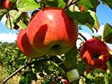 Apfelbaum James Grieve LH 130-150 cm, Äpfel grün, Busch, mittelstark wachsend, im Topf, Obstbaum winterhart, Malus domestica