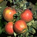 Apfelbaum Jonagold 10 L Co.
