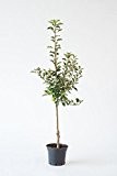 Apfelbaum "Rubinola", 10L Topf, 2 Jahre alt - Junger Wilder - Apfel - Buschbaum