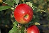 Apfelbaum Sonate LH 80 - 100 cm, Äpfel orange-rot, Säulenobst, mittelstark wachsend, im Topf, Obstbaum winterhart, Malus domestica
