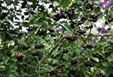 Apfelbeere 'Hugin' - Aronia melanocarpa 'Hugin' - robuste und pflegeleichte Gartenpflanze