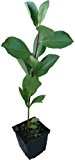 Apfelbeere VIKING Pflanze Aronia melanocarpa große Früchte und hoher Ertrag