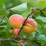 Aprikose Ungarische Beste 60-80cm - Prunus armeniaca