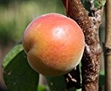 Aprikosenbaum Bhart, Halbstamm, Steinobst, Aprikose orange, 120-150cm, im Kübel, mit Dünger, Prunus armeniaca, Obstbaum winterfest, EVRGREEN
